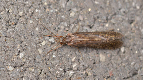 Image of netspinning caddisflies