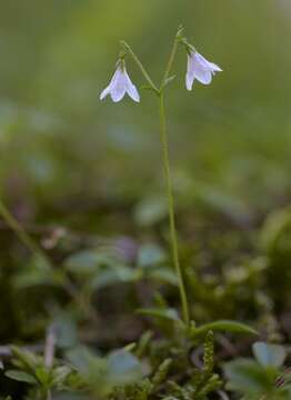 Image of twinflower