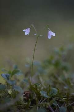 Image of twinflower