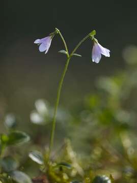 Image of twinflower