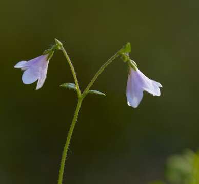 Image of twinflower