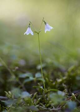 Image of twinflower