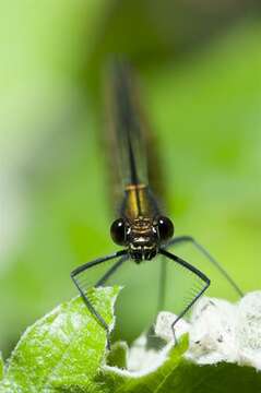 Image of Jewelwings