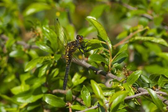 Image de Leucorrhinia Brittinger 1850