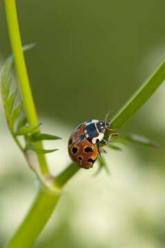 صورة <i>Anatis ocellata</i>