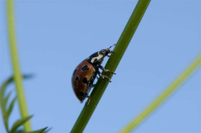 صورة <i>Anatis ocellata</i>