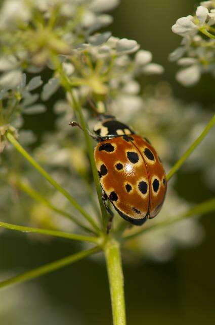 صورة <i>Anatis ocellata</i>