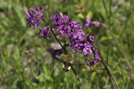 Image of Hemaris Dalman 1816