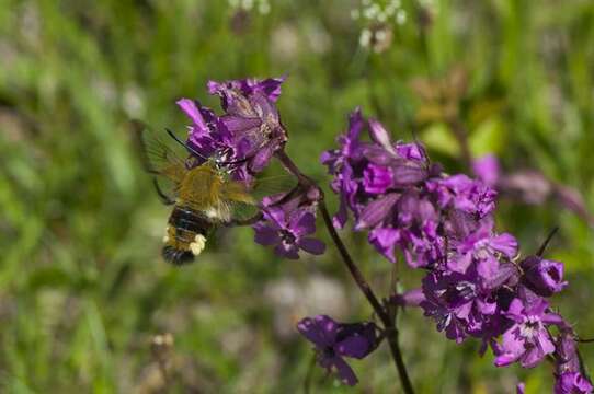 Image of Hemaris Dalman 1816