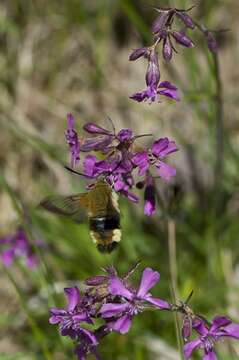 Image of Hemaris Dalman 1816