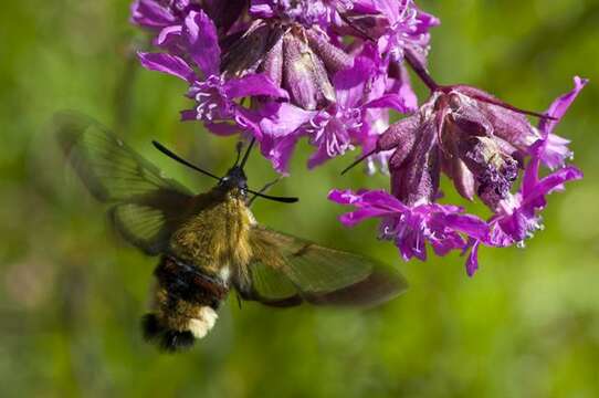 Image of Hemaris Dalman 1816