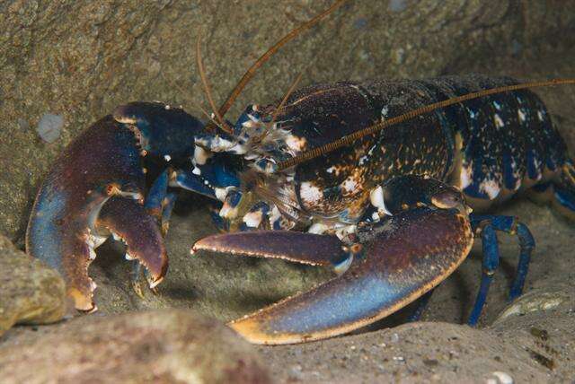 Image of lobster