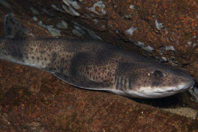 Image of Spotted cat sharks