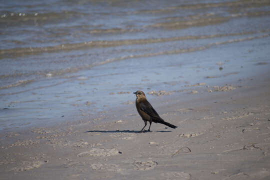 Image of Boat-tailed Grackle