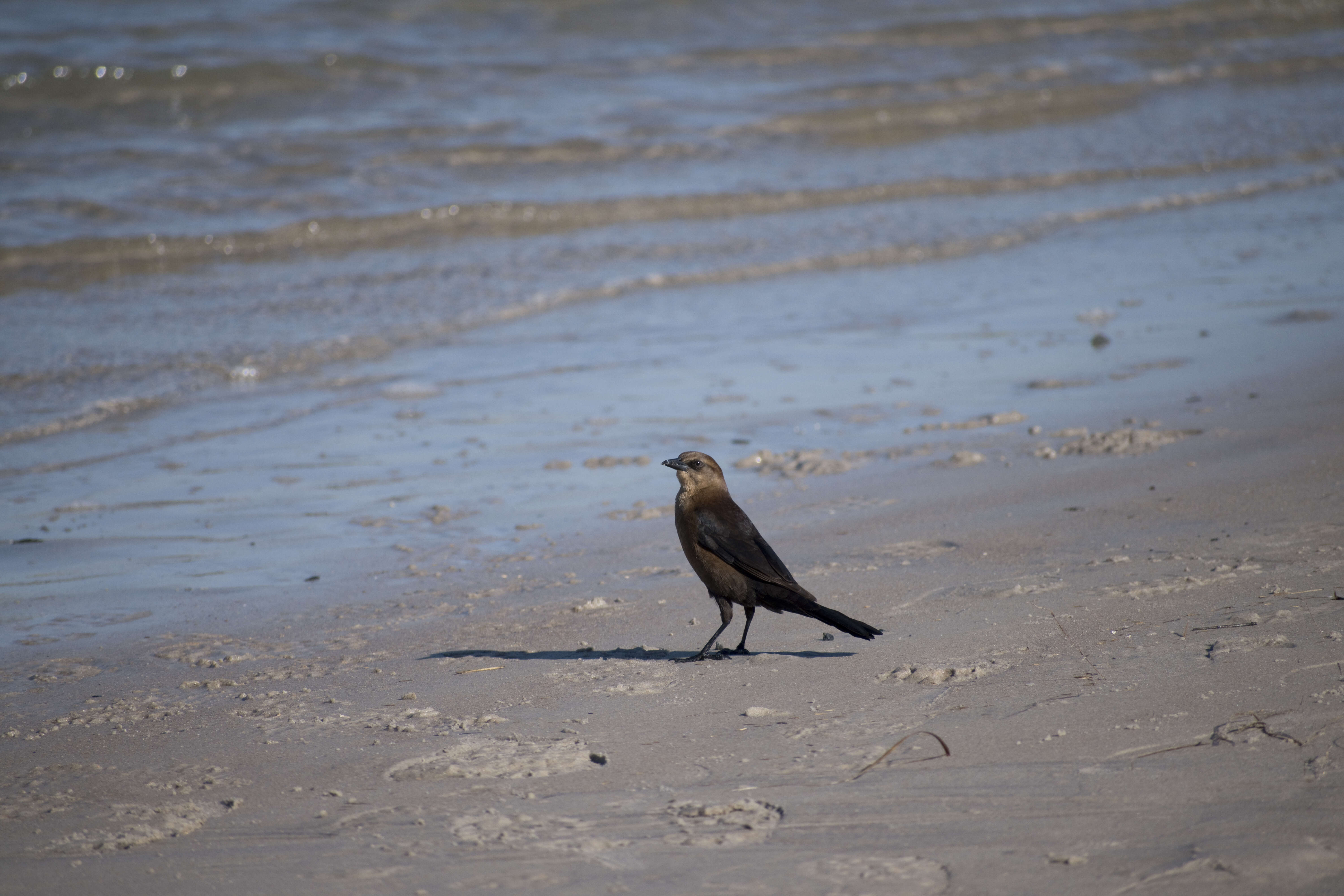 Image of Boat-tailed Grackle