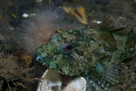 Image of stellate sculpin