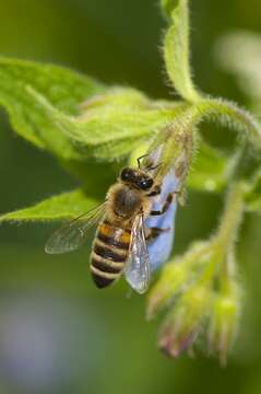 Image of honey bees