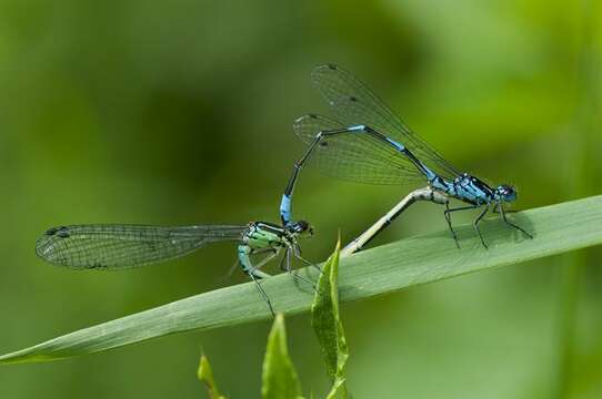 Image of Variable Bluet