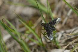 Image of Hemipenthes