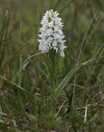 Image of Western Marsh-orchid