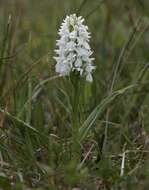 Imagem de Dactylorhiza majalis (Rchb.) P. F. Hunt & Summerh.