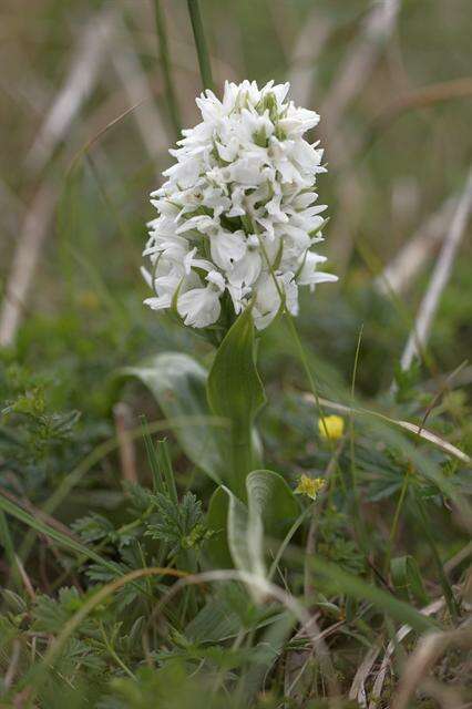 Image of Western Marsh-orchid