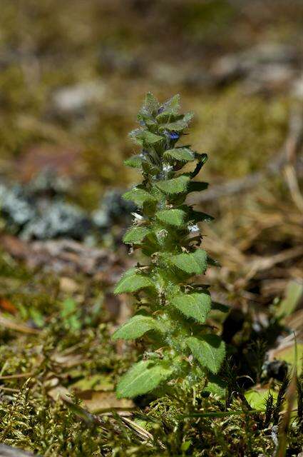 Image of Bugleweed