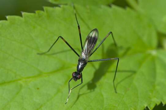 Rainieria calceata (Fallen 1820) resmi