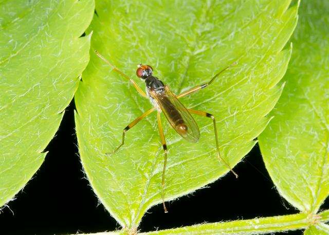 Nerioidea resmi