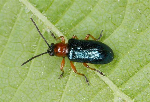 Image of Cereal leaf beetle