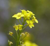 Image of wartycabbage