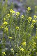 Image of wartycabbage