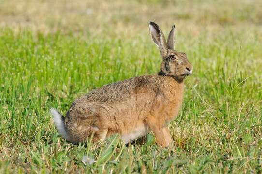 Image of hare