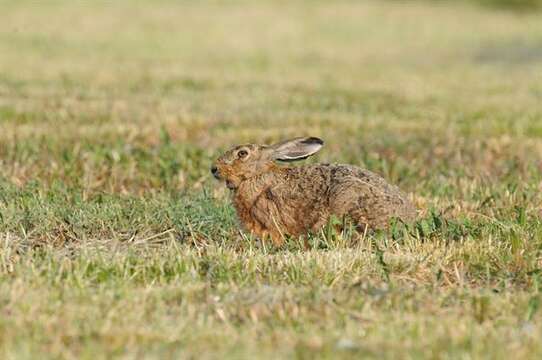 Plancia ëd Lepus Linnaeus 1758