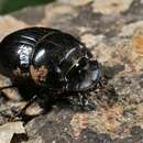 Image of horned dung beetle
