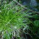 Image of Carex hakonensis Franch. & Sav.