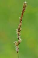 Image of brown sedge