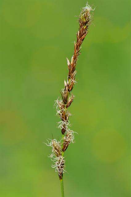 Image of brown sedge