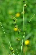 Image of Grassland Sedge