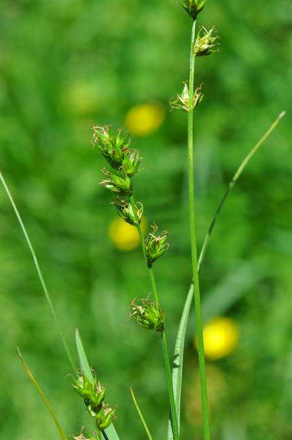 Image of Grassland Sedge