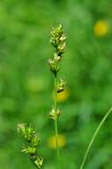 Image of Grassland Sedge