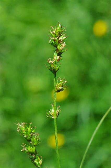 Image of Grassland Sedge