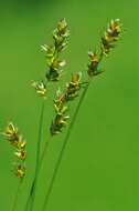 Image de Carex spicata Huds.