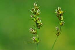 Image de Carex spicata Huds.