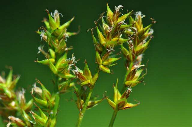 Image de Carex spicata Huds.