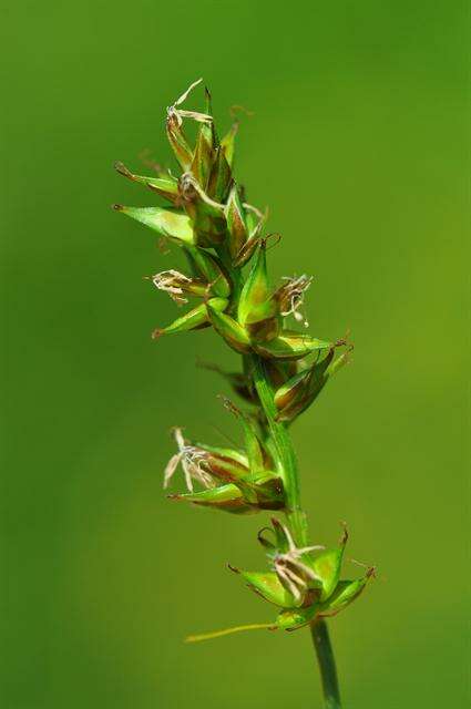 Image de Carex spicata Huds.
