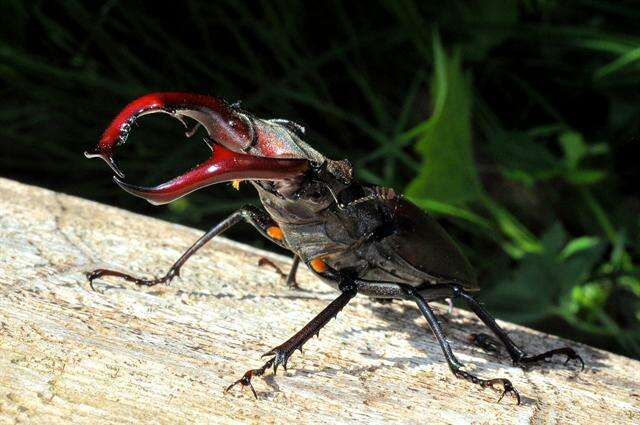 Image of stag beetles