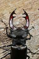 Image of stag beetles