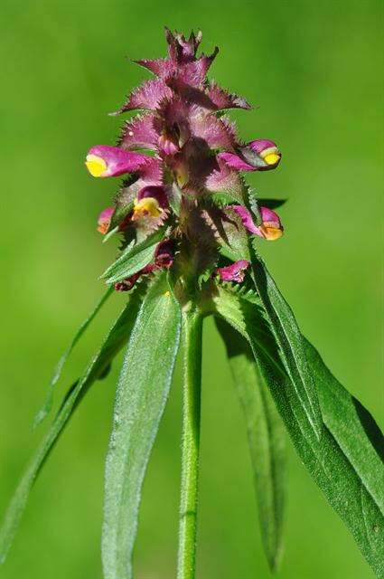 Image of Crested Cow-wheat