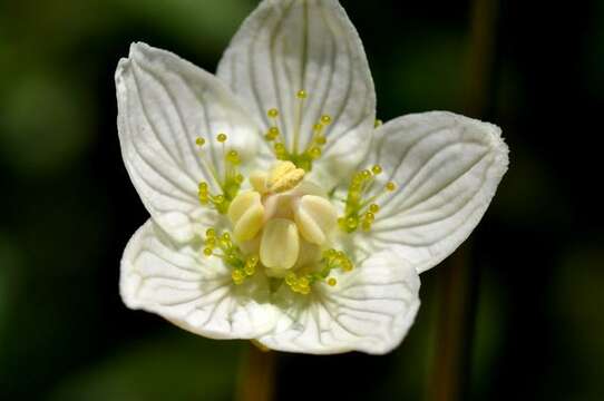 Image of Bog-stars